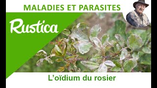 Loïdium Du Rosier