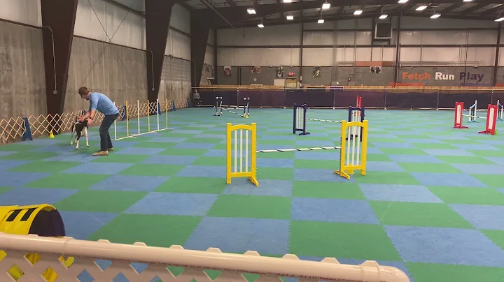 Nitro, AKC Agility, Novice Preferred Jumps with Weaves (JWW) Q2