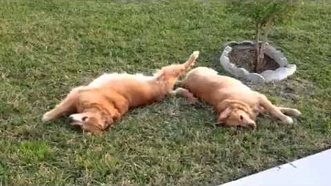 Goldens in Sync