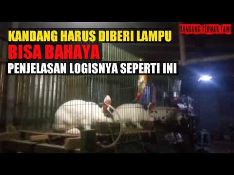 Video: Haruskah saya menutupi kandang kelinci saya di malam hari?