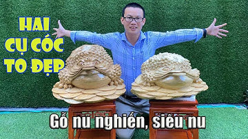 Khám phá 2 cụ cóc gỗ nu nghiến siêu to, siêu đẹp!