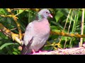 Клинтух (дикий голубь) || stock dove (wild pigeon)