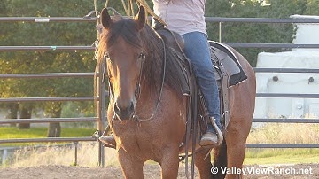 In A Tuff Pepto***For info, price, etc., go to our website: ValleyViewRanch.net***