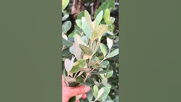 Sim – Loài cây hoang dã với những công dụng bất ngờ cho sức khỏe #tiensiphuongthaoduoc #suckhoe