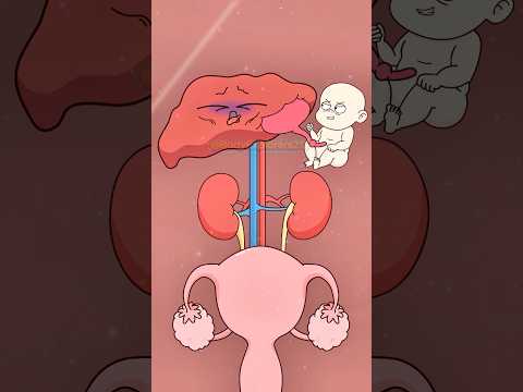 لماذا يمكن أن يلتصق الجنين بالكبد 