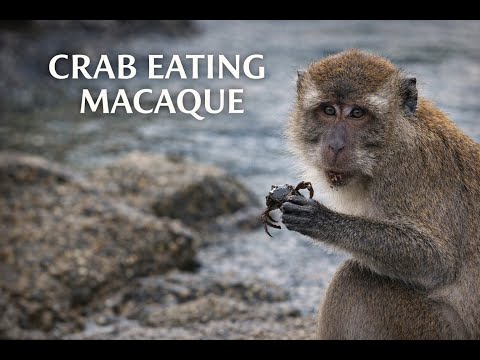 Crab Eating Macaque | Wildlife of Southeast Asia - YouTube