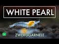 White pearl garnele  neocaridina palmata  weiperlengarnele  garnelentv
