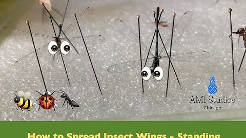 How to Pin An Insect and Spread Wings - Our Method - Part 2 | AMI Studios Chicago