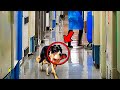 El Perro entra corriendo al hospital La enfermera rompe a llorar al saber el motivo