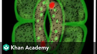 Epidermal Tissue System | Anatomy of Flowering Plants | Biology | Khan Academy