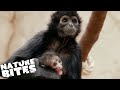 Spider Monkey Baby Endangered by His Mother | The Secret Life of the Zoo | Nature Bites
