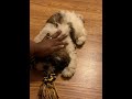 PLAY TIME WITH MY SHIH TZU PUPPY ZOE GISELLE