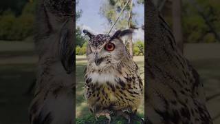 Eagle Owl #Penangkaran #Breeding #Viral #Shortvideo #Parrotbreeding #Viralvideo