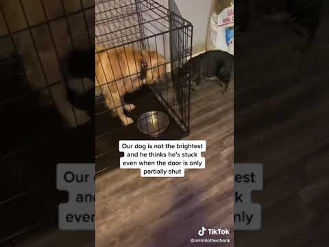 Cat: Tricks Dog Into Cage #Shorts (See Description)