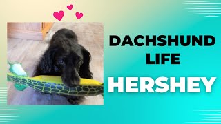 Hershey The Miniature Long-Haired Dachshund