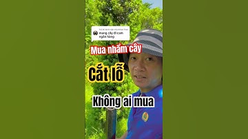 Mua nhầm cây chán Bán cắt lỗ không ai mua