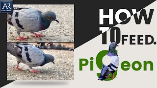 Pigeons Beautiful Video while Feeding | Feeding Thousands of Pigeons | Ajab Tamasha Movie