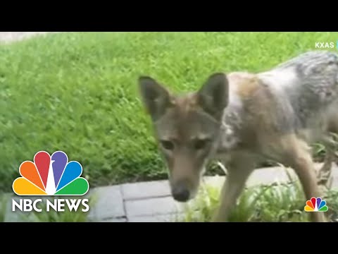 Dallas Police Search For Coyote After Two-Year-Old Attacked, Critically Injured.