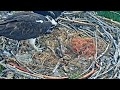 2023-05-31 Mid-afternoon feeding of thriving chicks | Boulder County Osprey Cam