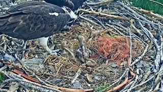 2023-05-31 Mid-afternoon feeding of thriving chicks | Boulder County Osprey Cam