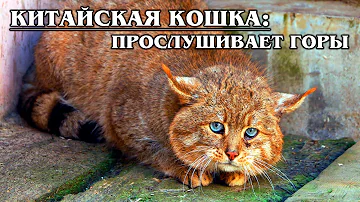 КИТАЙСКАЯ (ГОРНАЯ) КОШКА: Редкая отшельница с великолепным слухом | Интересные факты про кошек