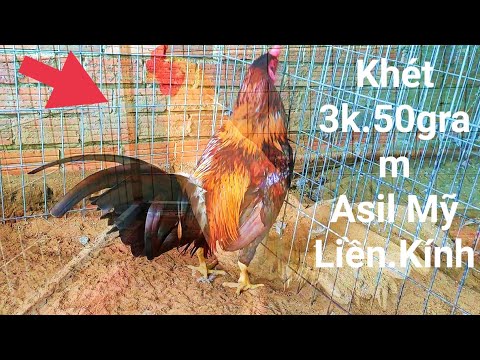 Video (27/8) ????Tốp 3 Gà Nồi 2k9~3k2✨Sinh Viên Cho A,e Chơi... - youtube