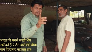 ताजी बीआई भैंस सस्ते दामों में upमेरठ के इस मेले से खरीदते हैं ये डेरी वाले80 बीघा बाग,लडवा मुजफ्फरन