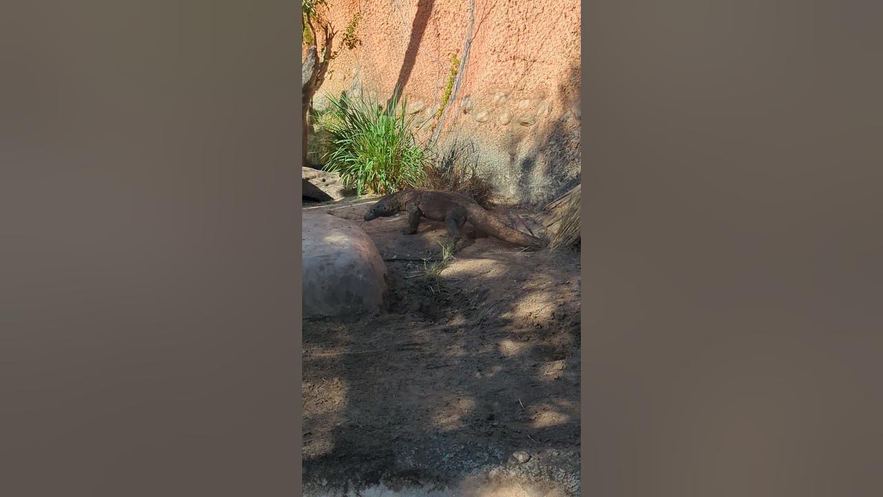 Komodo Dragon 🐉💖 (Zoo Tampa) - YouTube