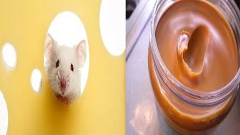 ¿Qué comida es irresistible para los ratones?