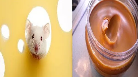 ¿A qué distancia pueden oler la comida los ratones?