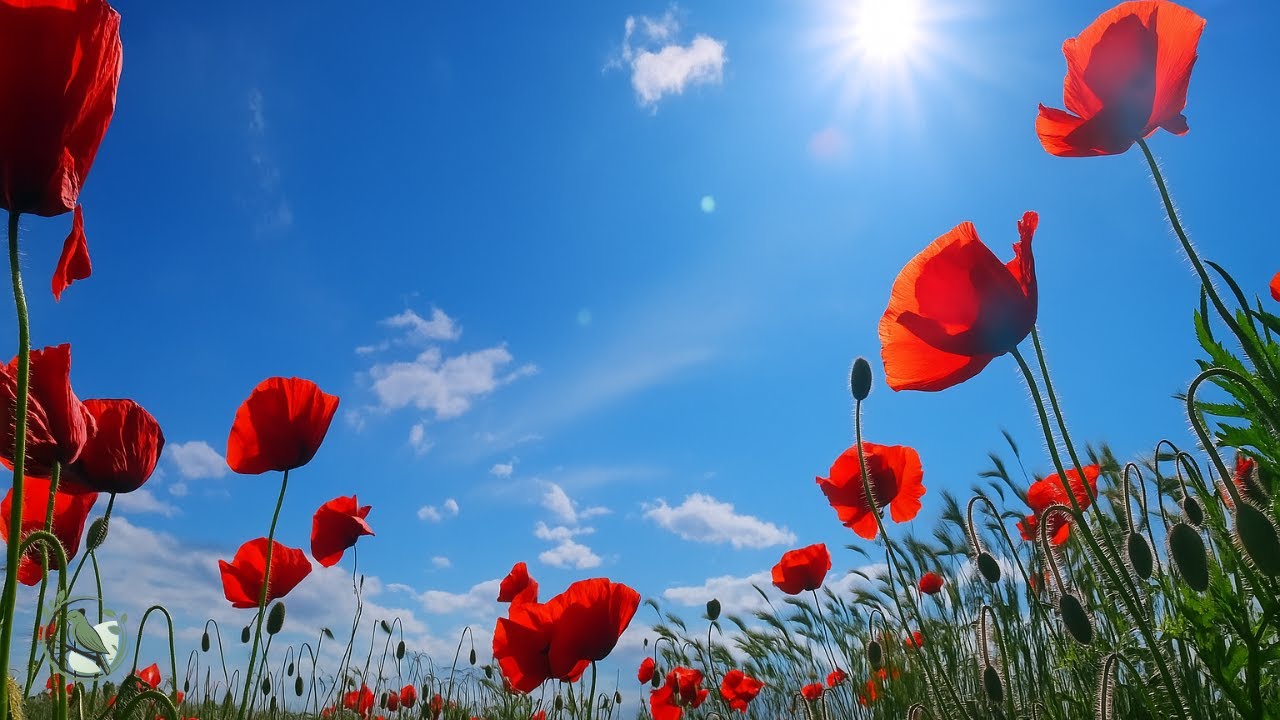 Sleep Therapy Music – Relax, Heal & Find Inner Stillness Sleep Therapy Music – Relax, Heal & Find Inner Stillness