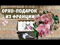 Незабываемый орхидейный подарок из Франции🎁Новые орхидеи-"бабочки" и не только!