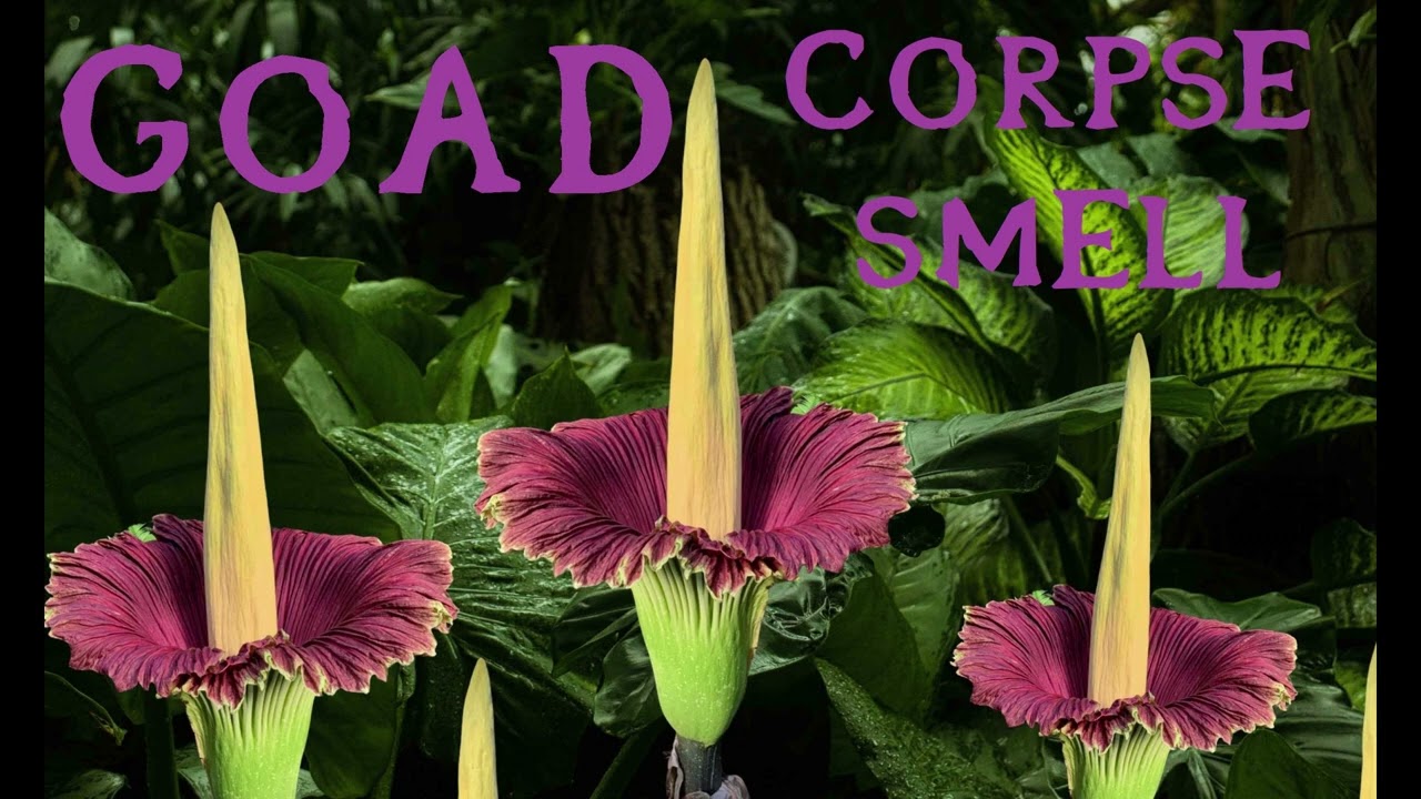 Goad (US) Demo #2. CORPSE SMELL. 1988 (Unknown heavy Grind/Noisecore demo !)