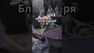 Почему в Древнем Риме мочу использовали как чистящее средство? #факты #хочуфакты #удивительныефакты