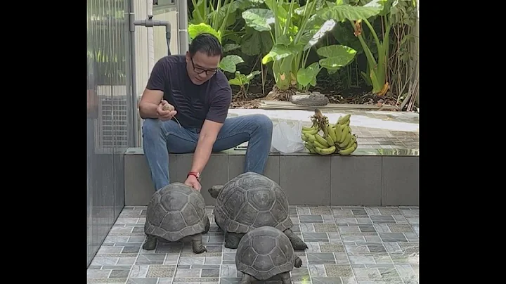 Relax with the tortoise #Aldabra