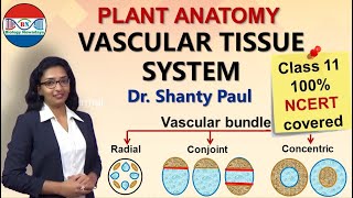 Vascular tissue system- radial, conjoint and concentric vascular bundles