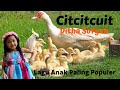 LAGU ANAK CIT CIT CUIT (BEBEK BERENANG DLL) DITHA SOFYAN, LAGU ANAK TERPOPULER VIRAL 2021