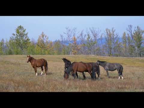 2018 – 貝加爾湖 北線行程 奧利洪島上的野生馬群 |  Wild horses on Olkhon Island, Russia in 2018