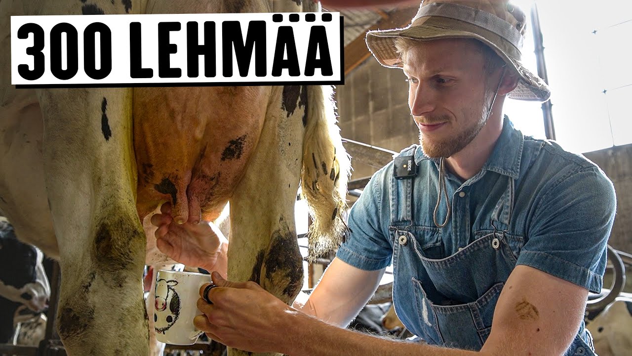 Minkälaista on olla töissä lehmätilalla? (reupload)