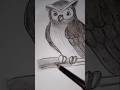 Owl Drawing #owl #drawing #birds
