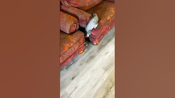 How To Entertain a Cat: Catnip Toys + Couches 🐈 #cat #shorts