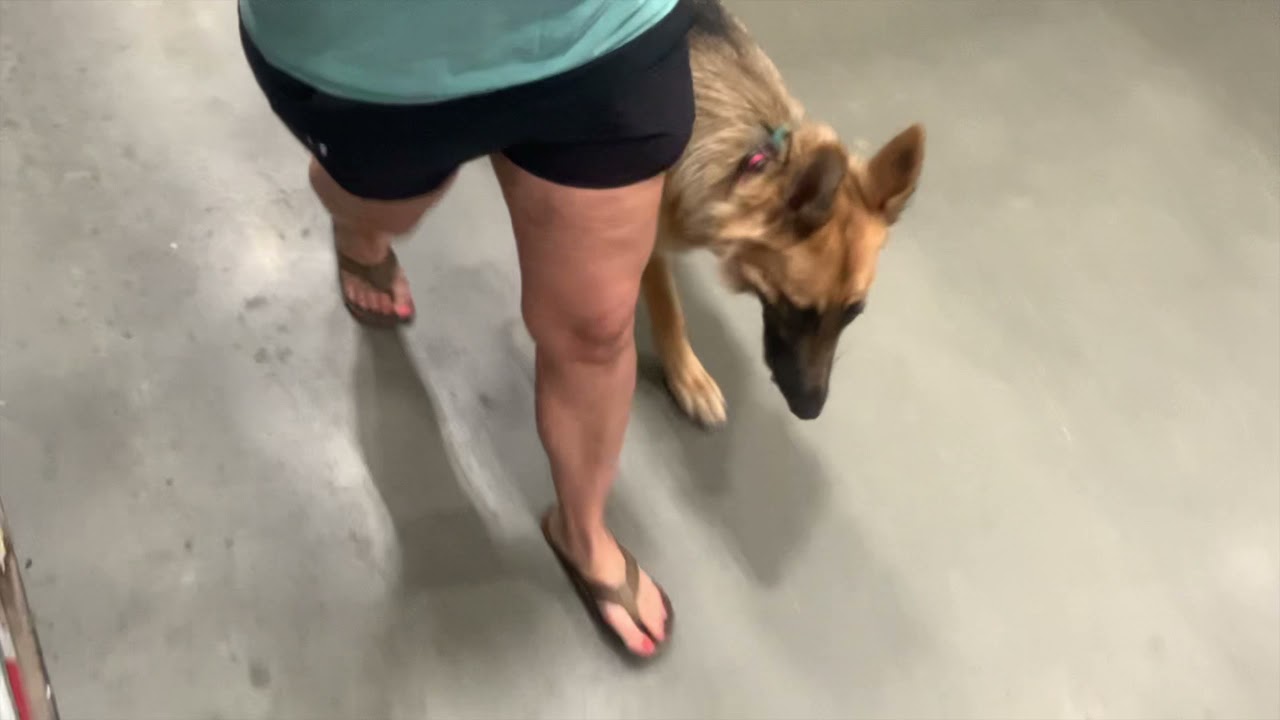 Abby German Shepherd 9 Months Before & After Off Leash