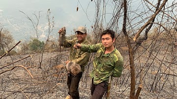 Đi Thăm Rừng Bị Cháy! Gặp Lỗ Con Dúi và Cái Kết Hơn Mong Đợi!