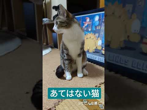 あてはない猫 - cats have no idea - #Shorts