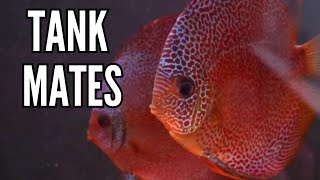 Top 10 Tank Mates for Discus Fish