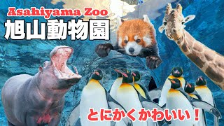 見どころいっぱいの旭山動物園は自由すぎる動物たちが楽しすぎ【Asahiyama Zoo】