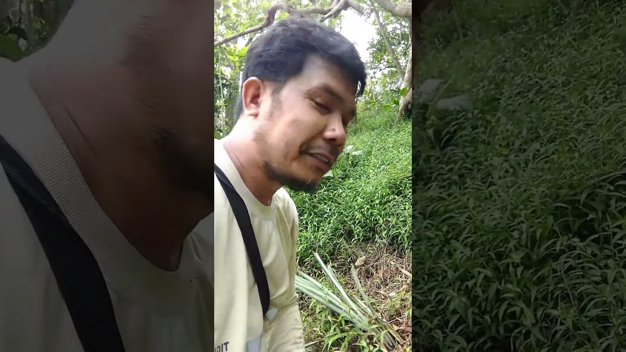 Kung mag tatanim ka ng kape!Gaya ng LIBERICA gawin muto.