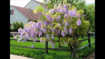 سورة النور - د. يوسف أبوسمرة حنني - رواية ورش عن نافع المدني