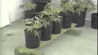Grow Dutch! part 2 growing cannabis tutorial