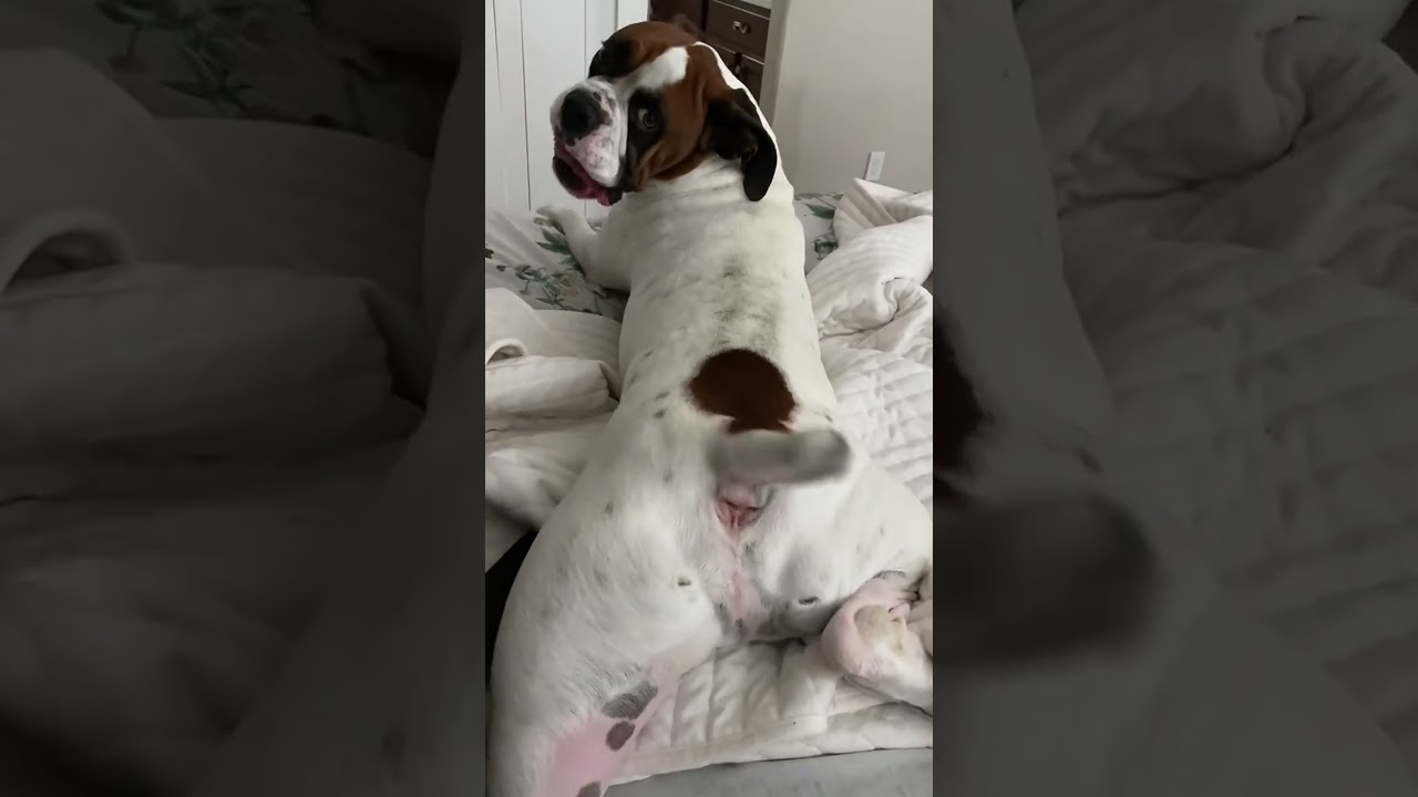 Silly Rosceaux Steals the Show! 